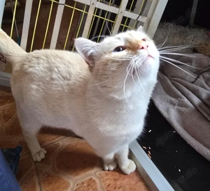 Nikos sucht sein Für-immer-Zuhause Bild 9