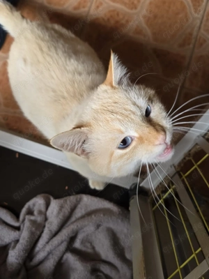 Nikos sucht sein Für-immer-Zuhause Bild 8