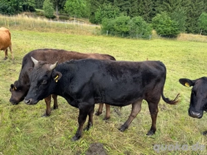 Fullblood Wagyu Jungbulle Anton Herdbuch