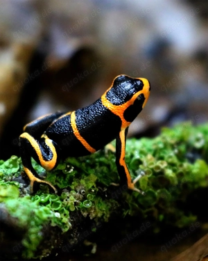 Ranitomeya summersi semi adult