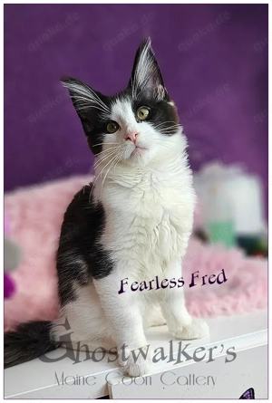 Reinrassige Maine Coon-Babys suchen neues 5*****Zuhause  