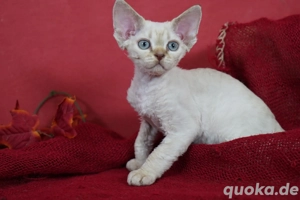 Wunderschöne Devon Rex.Babys 