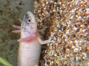 Harlekin Axolotl  Bild 5