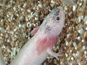 Harlekin Axolotl  Bild 6