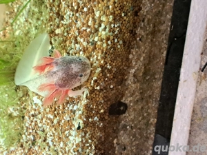 Harlekin Axolotl  Bild 7