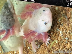 Harlekin Axolotl  Bild 8