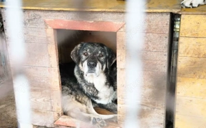 Senior Lukas sucht Gnadenplatz			 Bild 4