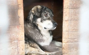 Senior Lukas sucht Gnadenplatz			 Bild 6