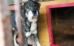 Senior Lukas sucht Gnadenplatz			 Bild 5