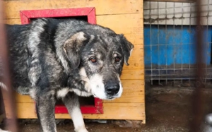 Senior Lukas sucht Gnadenplatz			