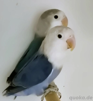 Pfirsichköpfchen (Agapornis fischeri) in blau