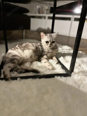 Wunderschöne Britisch Kurzhaar, WHISKAS!!