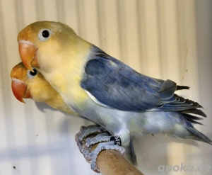 Pfirsichköpfchen türkis opalin "yellow-face" (Agapornis fischeri)