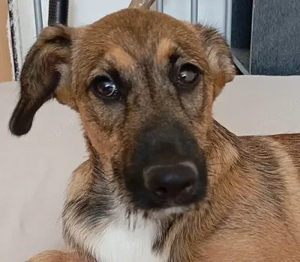 Strolchi - der freundliche Welpe wurde von einer Romafamilie gerettet.