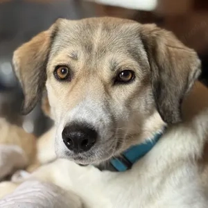 Limja, geb. ca. 04 2022, lebt auf einer Pflegestelle in 67735 Mehlbach