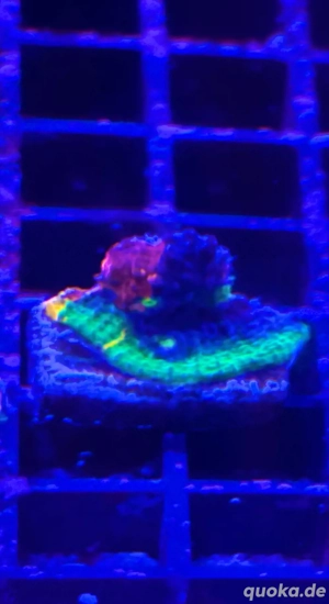 Chalice Rainbow Ultra Jellybean