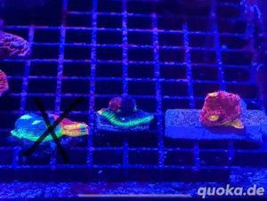 Chalice Flamming Bugatti Bild 2