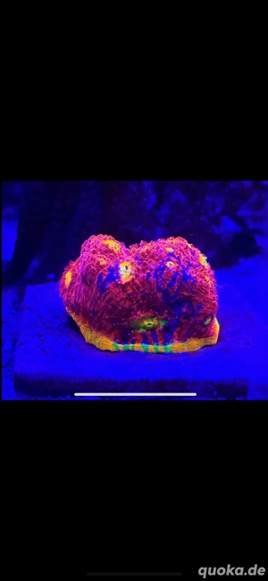 Chalice Flamming Bugatti Bild 3