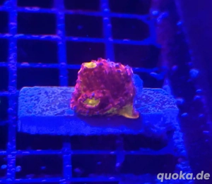 Chalice Flamming Bugatti