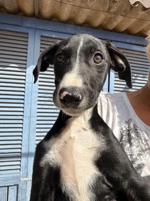 Emma - eine zarte,sanfte Welpin,die gerne zu einem souveränen Ersthund ziehen würde.