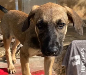 Fox V74 - ist klug, mutig und natürlich verspielt. Er sucht auch sehr die Nähe zu Menschen.