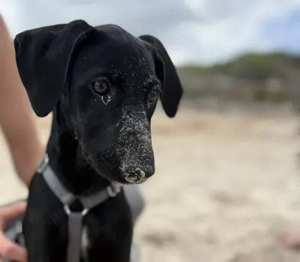 Hope  V73 - liebt die Welt zu entdecken. Für sie ist alles ein großes Abenteuer.