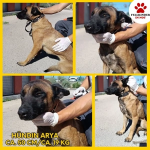 hübsche Malinois Mischlings-Hündin Arya sucht ein Zuhause