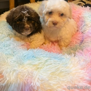 Havaneser Welpen