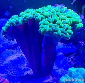 Blasenkoralle 
