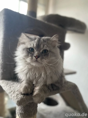 BKH BLH erfahrener Deckkater