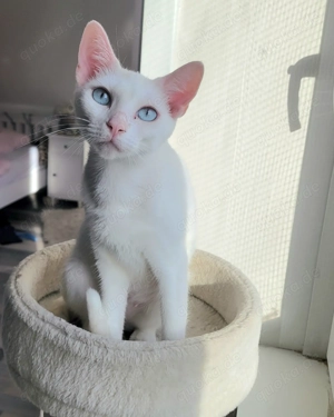 Frida, weisse Siamkatze in Karben