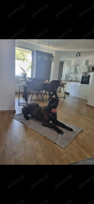 Presa canario sucht neues Zuhause 