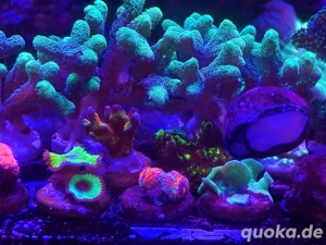 Anfänger-Korallen Bild 5