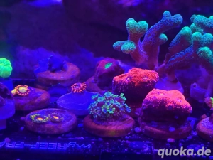 Anfänger-Korallen Bild 2