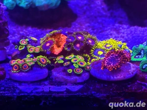 Anfänger-Korallen Bild 8