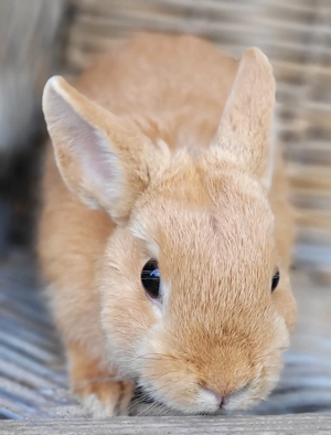 Liebe,soziale Kaninchen Kastrate 0-5Jahre suchen Zuhause-geimpft 