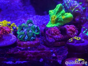 Anfänger-Korallen Bild 6