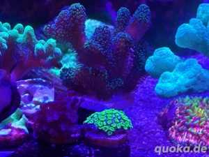 Anfänger-Korallen Bild 3