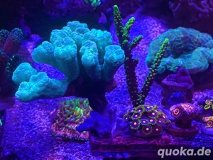 Anfänger-Korallen Bild 4