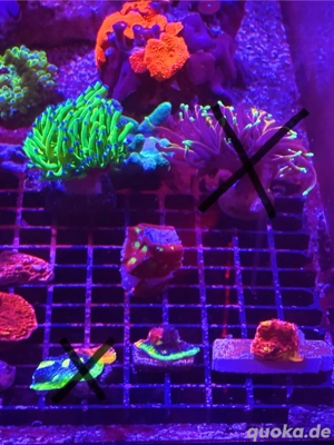 Anfänger-Korallen Bild 9