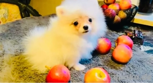 reinrassige Pomeranian  Zwergspitz welpen schneeweis ( Mini)