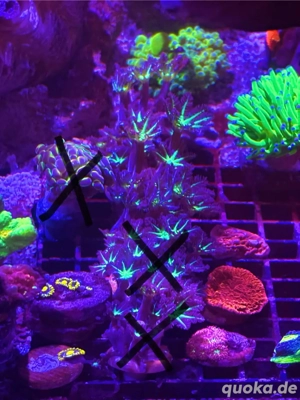 Anfänger-Korallen Bild 7