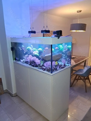 Meerwasser Salzwasser Aquarium