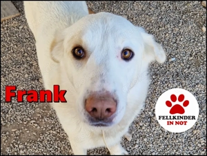 freundlicher Retriever Mischlings-Rüde Frank sucht ein Zuhause