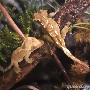 Nachzuchten Kronengeckos 