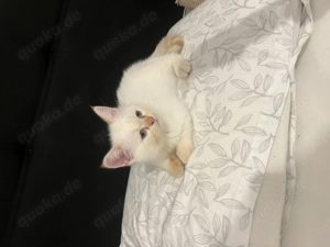 Süße Britisch Kurzhaar   Persisch Kurzhaar Mix Katze, 2 Monate   Komplettset   350  