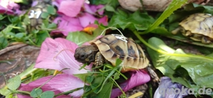 Schildkröten aus 2024 und 2025