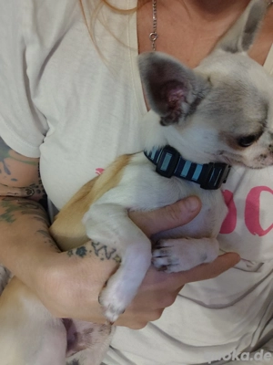 Chihuahua Deckrüde (kein Verkauf) Bild 5
