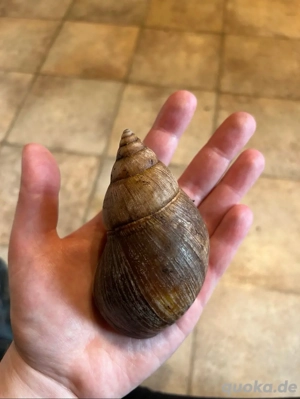 Lissachatina immaculata 