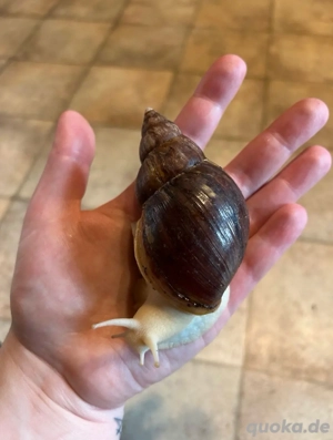 Lissachatina Fulica White Jade 